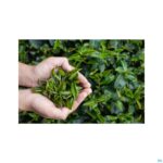 Lifestyle_image Groene Thee 500 V-caps 60 Pharmanutrics