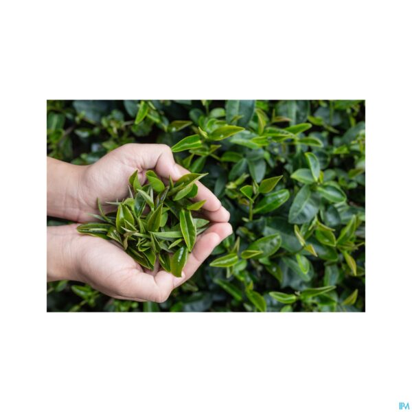 Lifestyle_image Groene Thee 500 V-caps 60 Pharmanutrics