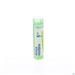 Packshot Arnica Montana 5ch Gr 4g Boiron