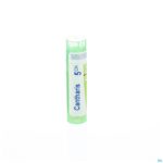 Packshot Cantharis 5ch Gr 4g Boiron