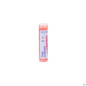 Packshot Thuya Occidentalis 7ch Gr 4g Boiron