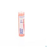 Packshot Ignatia Amara 7ch Gr 4g Boiron