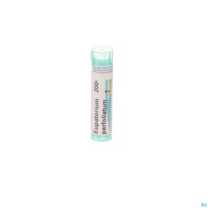 Packshot Eupatorium Perfoliatum 200k Gr 4g Boiron
