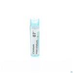 Packshot Conium Maculatum 7ch Gr 4g Boiron