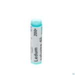 Packshot Ledum Palustre 200k Gl Boiron